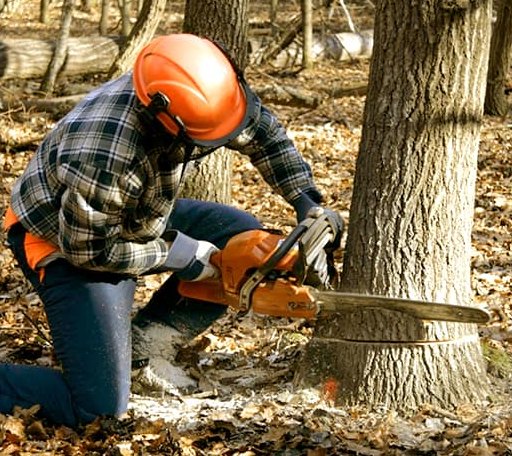 Tree Removal in Vandemere, NC
